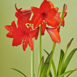 bulbi amaryllis