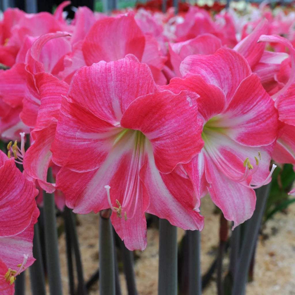 bulbi_amaryllis_90_7fc3bd82-6f84-446f-8d08-de05e578073a - Fitza Florilor