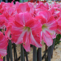 bulbi_amaryllis_90_7fc3bd82-6f84-446f-8d08-de05e578073a - Fitza Florilor