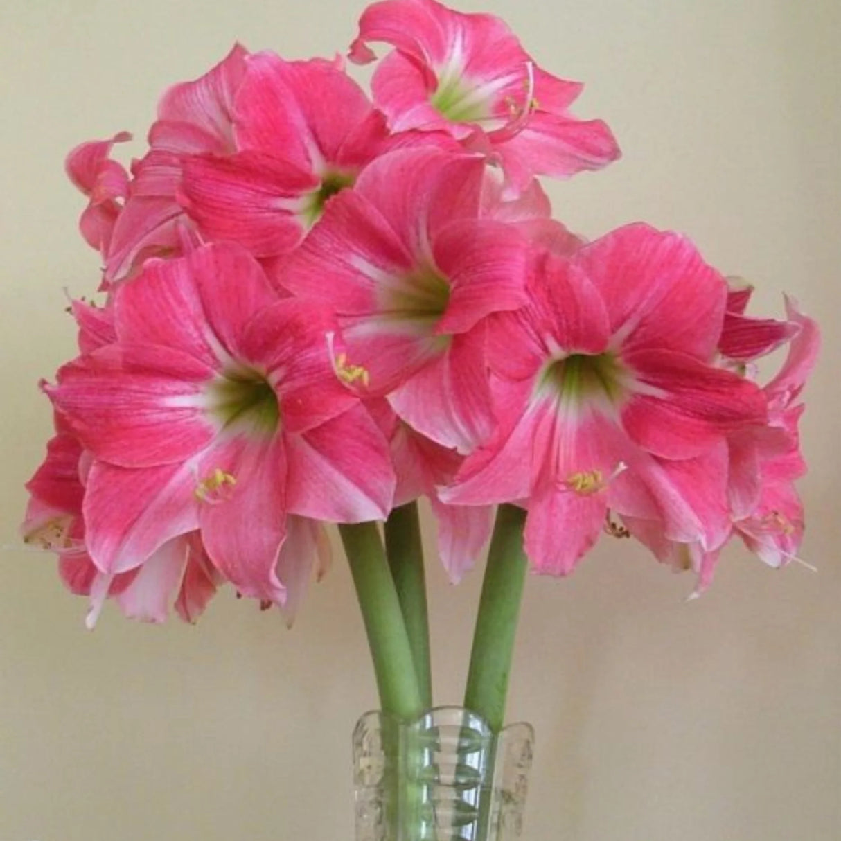 bulbi amaryllis