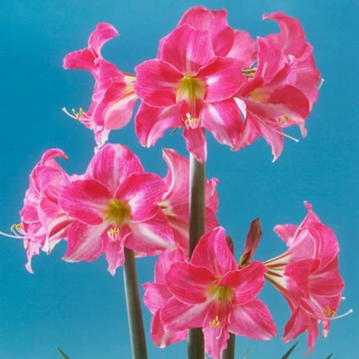 bulbi amaryllis