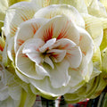 bulbi_amaryllis_96_ec6a293b-60ba-4a9a-bdfb-28b12a4b00b9 - Fitza Florilor