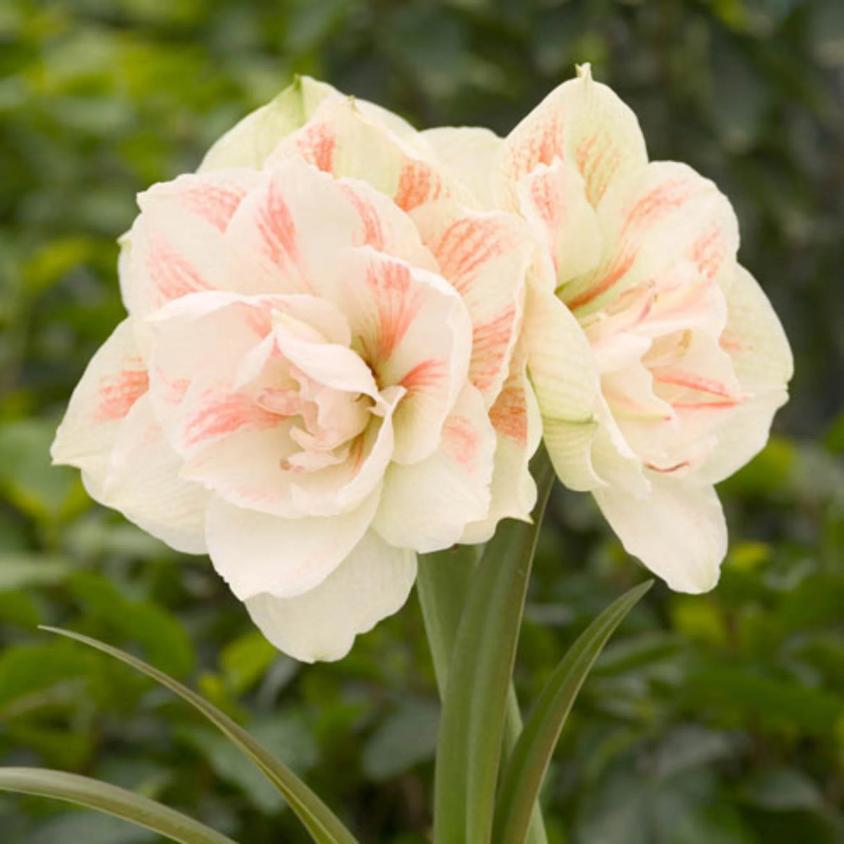bulbi amaryllis