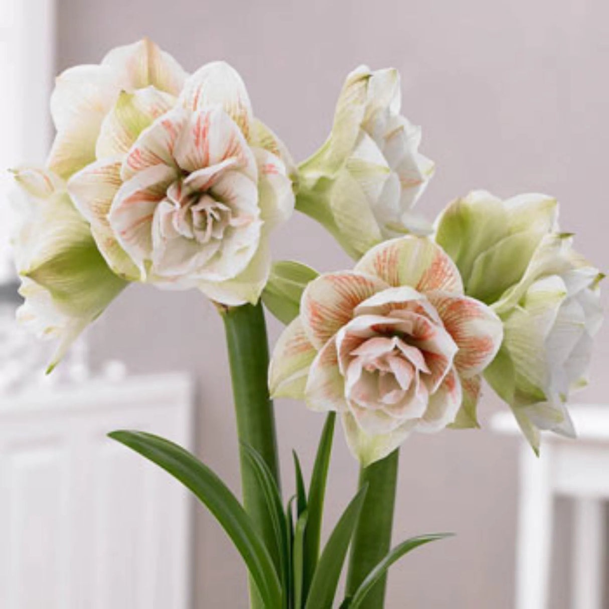 bulbi amaryllis