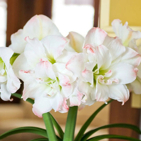 bulbi amaryllis
