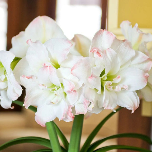 bulbi amaryllis