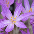 bulbi_branduse_de_toamna_01 - Fitza Florilor