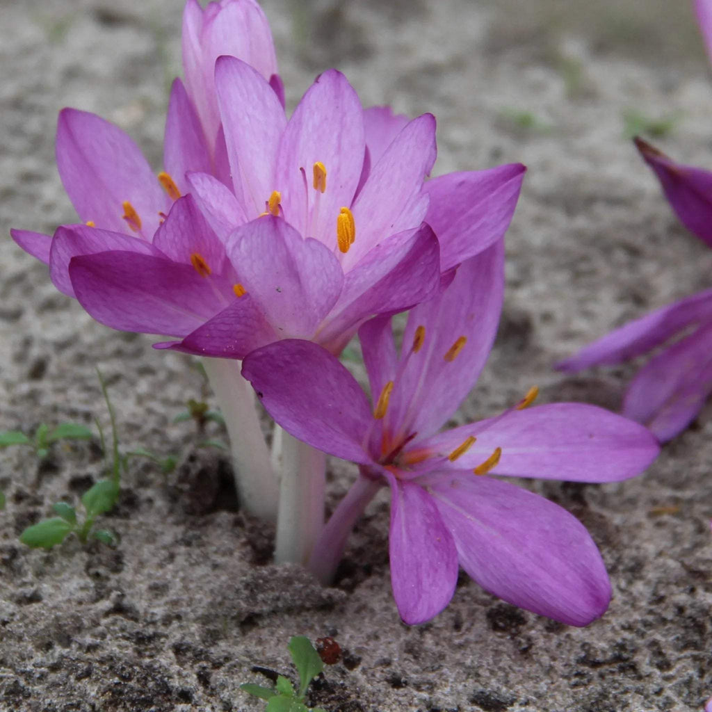 bulbi_branduse_de_toamna_03 - Fitza Florilor