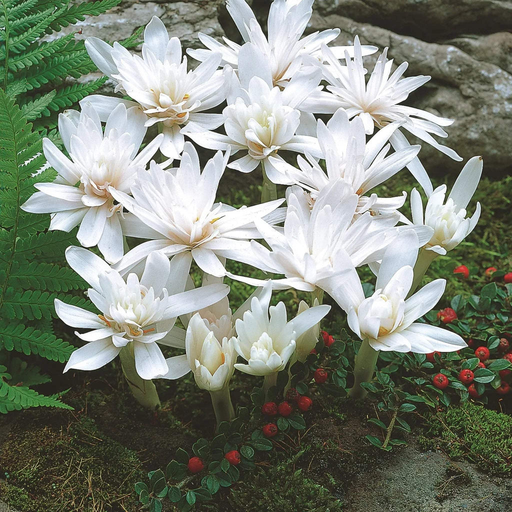 bulbi_branduse_de_toamna_04 - Fitza Florilor