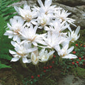 bulbi_branduse_de_toamna_04 - Fitza Florilor