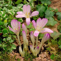 bulbi_branduse_de_toamna_10 - Fitza Florilor
