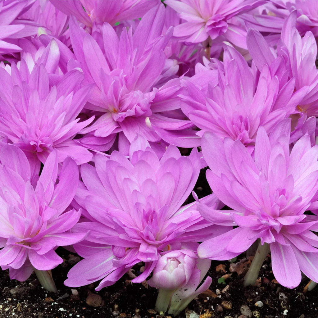 bulbi_branduse_de_toamna_33 - Fitza Florilor