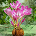 bulbi_branduse_de_toamna_45 - Fitza Florilor