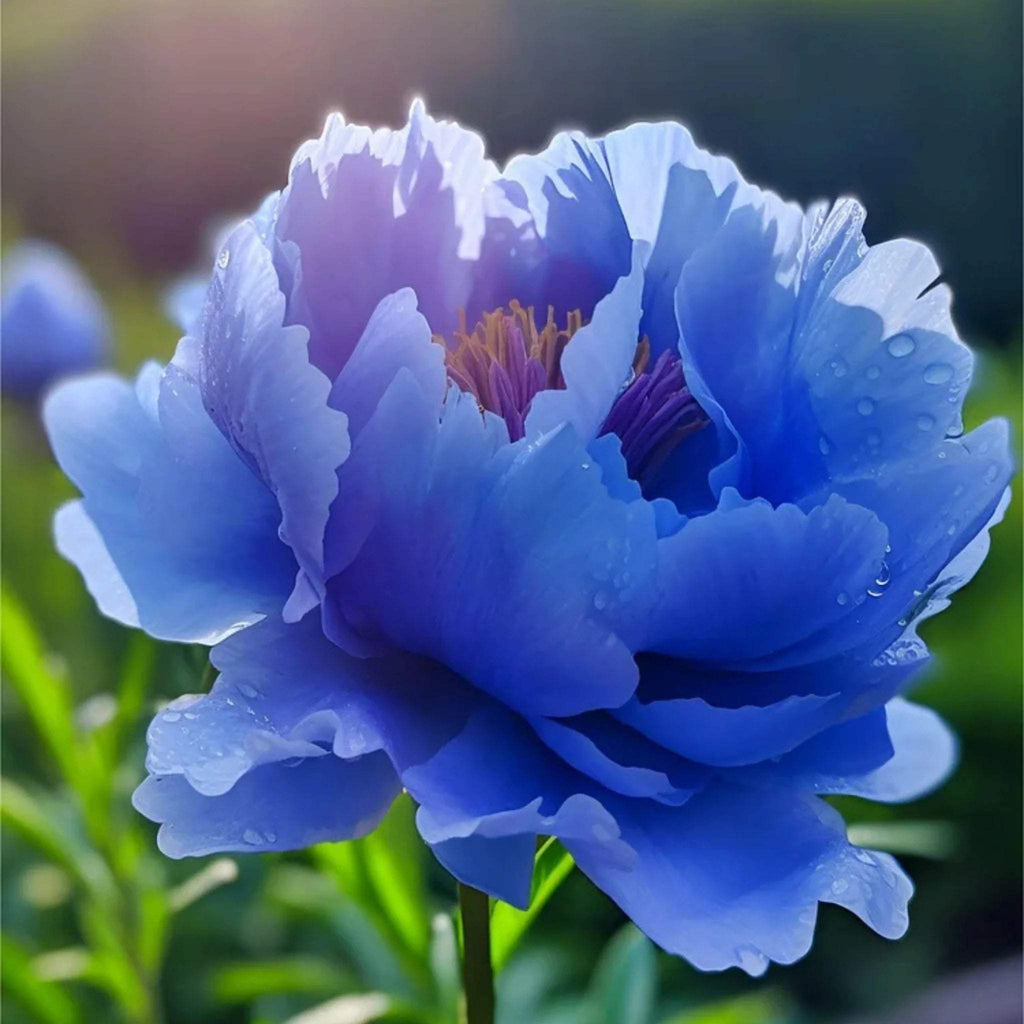 bulbi_de_bujor_12 - Fitza Florilor