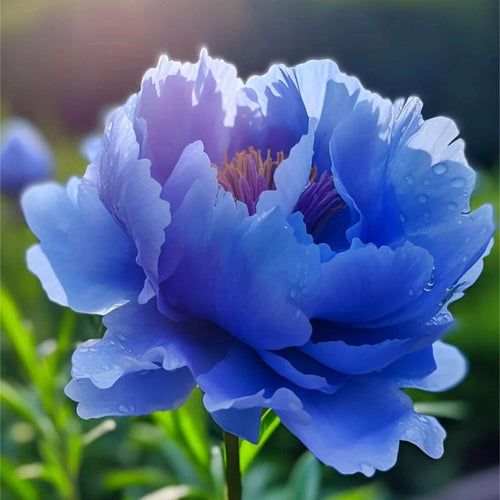 bulbi_de_bujor_12 - Fitza Florilor
