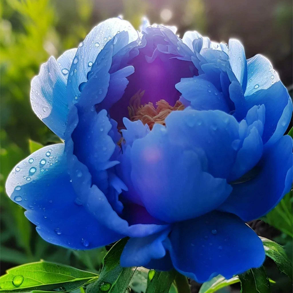 bulbi_de_bujor_13 - Fitza Florilor