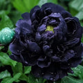 bulbi_de_bujor_6 - Fitza Florilor