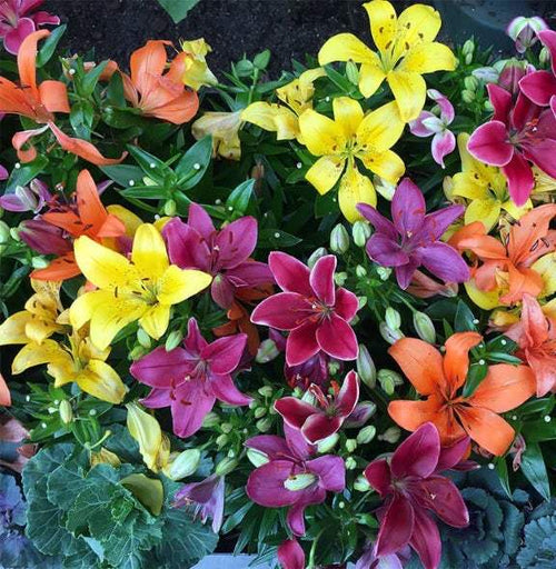 bulbi_de_crini_103 - Fitza Florilor