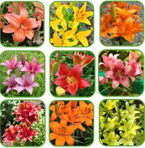 bulbi_de_crini_105 - Fitza Florilor