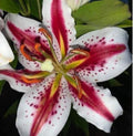 bulbi_de_crini_108 - Fitza Florilor