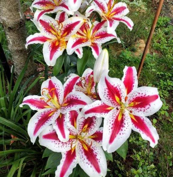 bulbi_de_crini_109 - Fitza Florilor