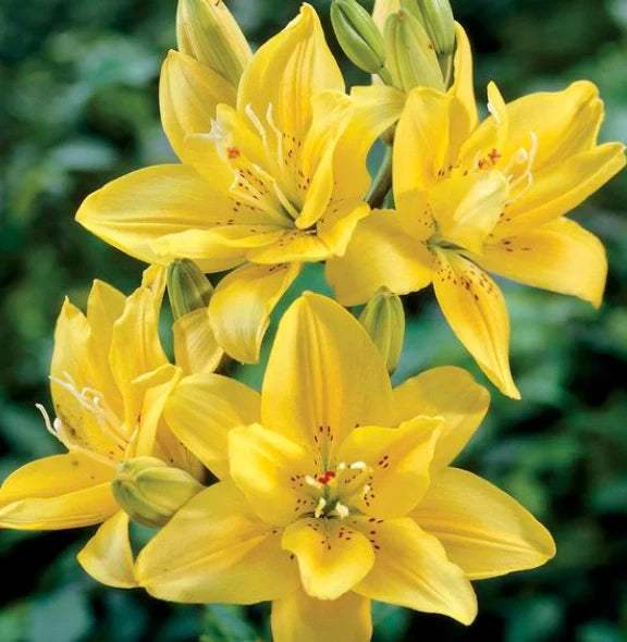 bulbi_de_crini_111 - Fitza Florilor