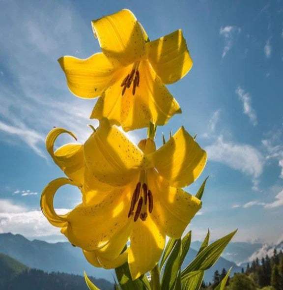 bulbi_de_crini_113 - Fitza Florilor