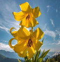 bulbi_de_crini_113 - Fitza Florilor
