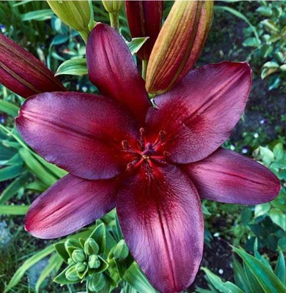 bulbi_de_crini_117 - Fitza Florilor