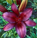 bulbi_de_crini_117 - Fitza Florilor