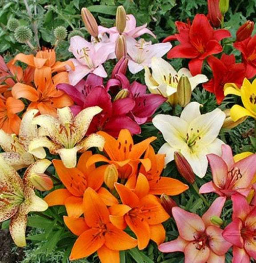 bulbi_de_crini_136 - Fitza Florilor