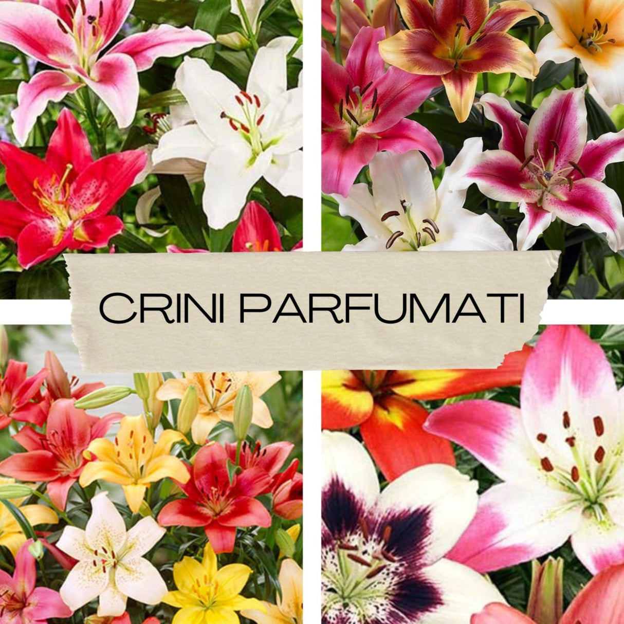 bulbi de crini