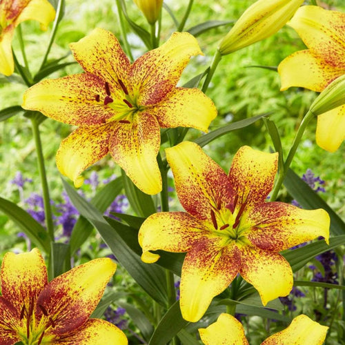 bulbi_de_crini_43 - Fitza Florilor