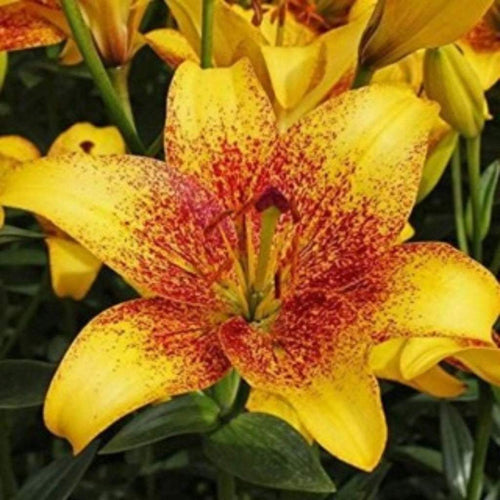 bulbi_de_crini_44 - Fitza Florilor