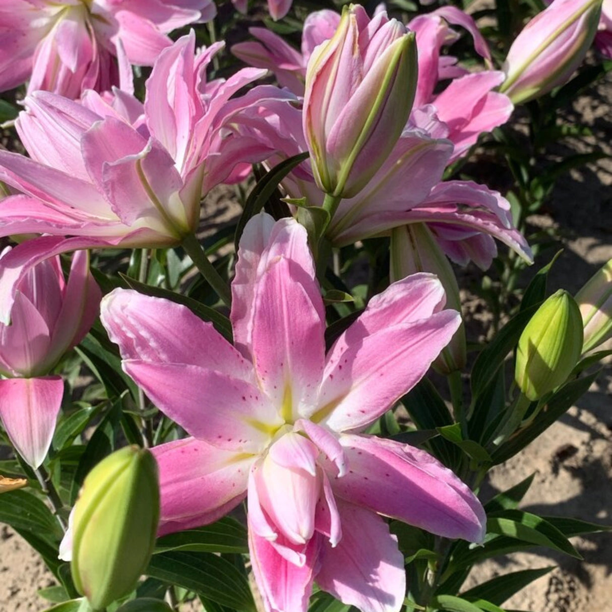 Bulbi de Crini - Lotus Breeze - 2 buc
