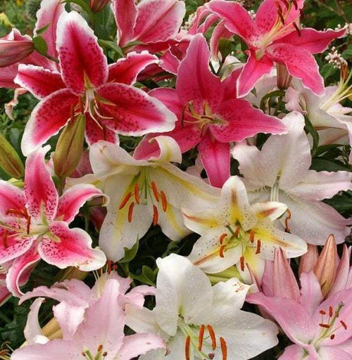 bulbi_de_crini_98 - Fitza Florilor