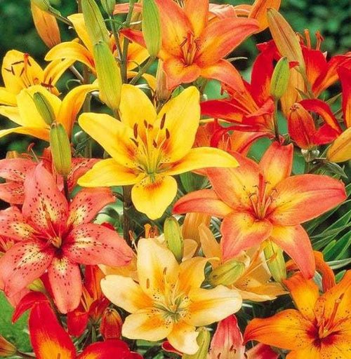 bulbi_de_crini_99 - Fitza Florilor