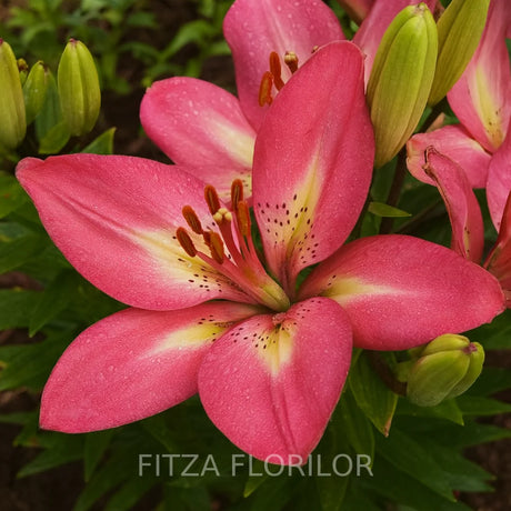 bulbi de crini arsenal