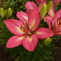 Bulbi de Crini Arsenal (Lilium Arsenal) pentru flori roșii spectaculoase și parfum delicat. Ideali pentru grădină sau ghiveci. Livrare rapidă, calitate garantată!