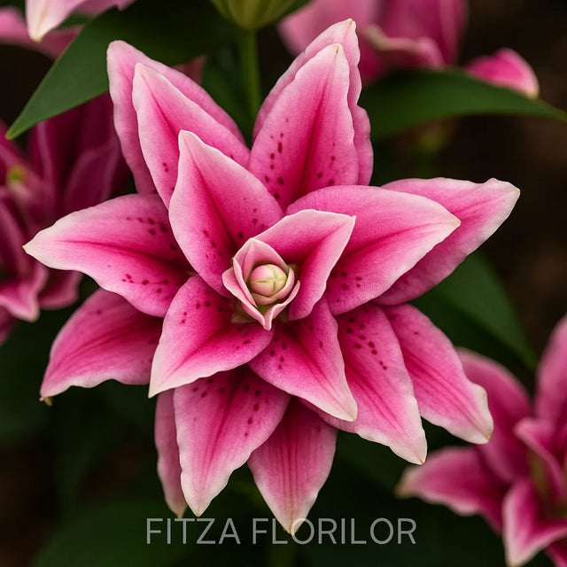 bulbi de crini ciara