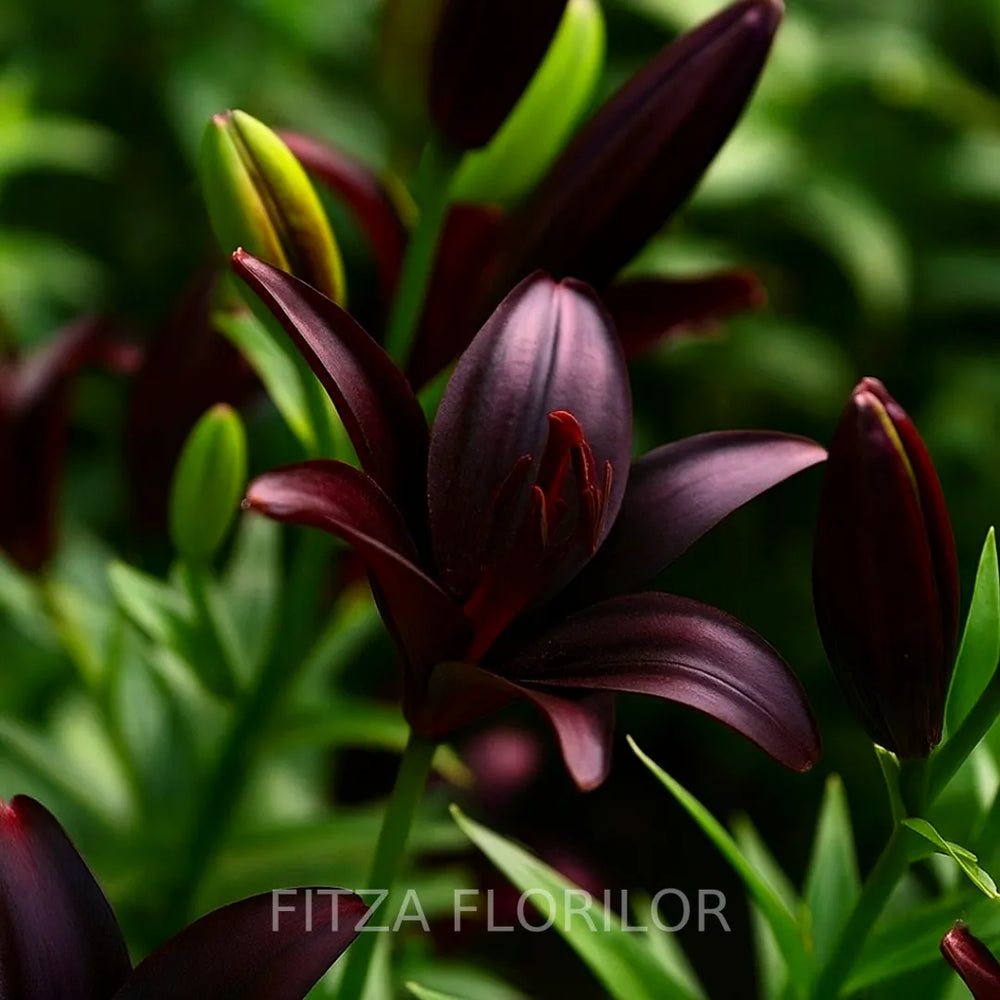 bulbi de crini landini