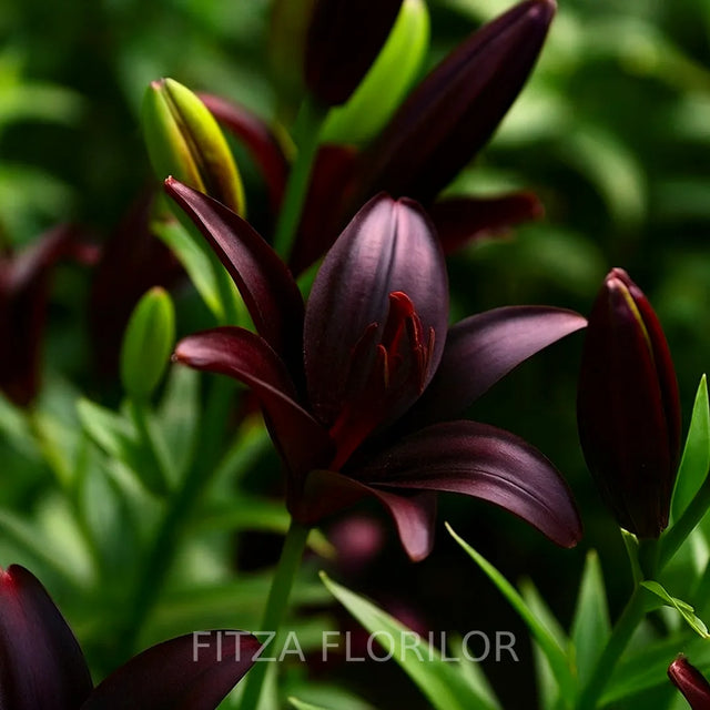 bulbi de crini landini