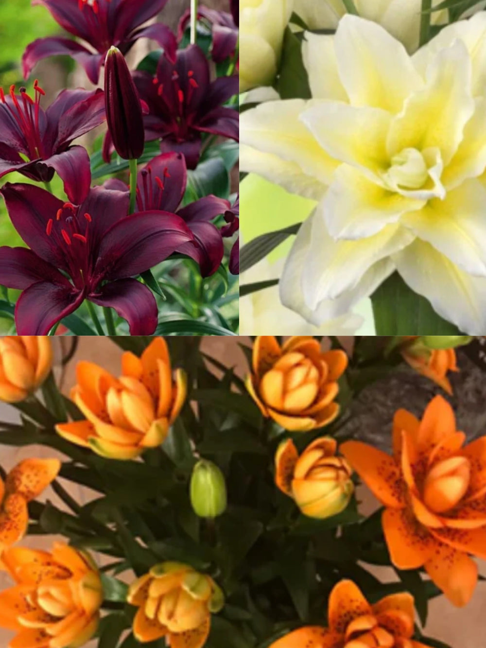 bulbi de crini luxury