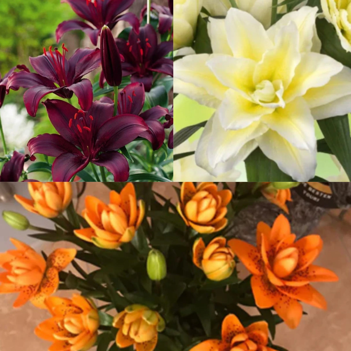 bulbi de crini luxury