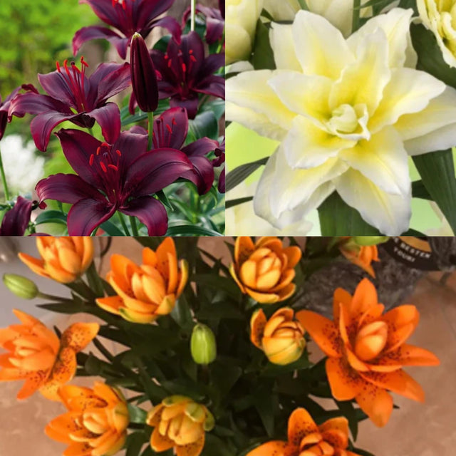 bulbi de crini luxury