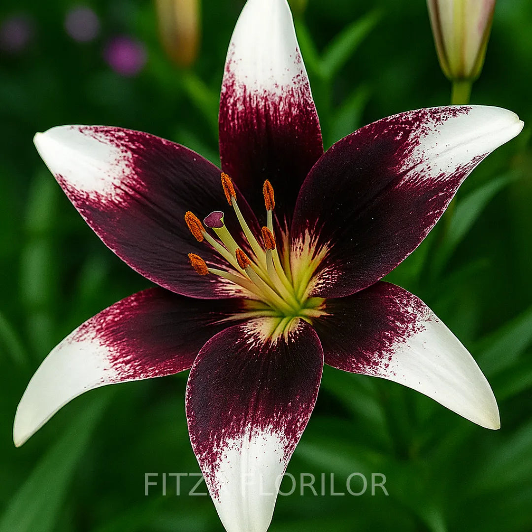 bulbi de crini nettys pride