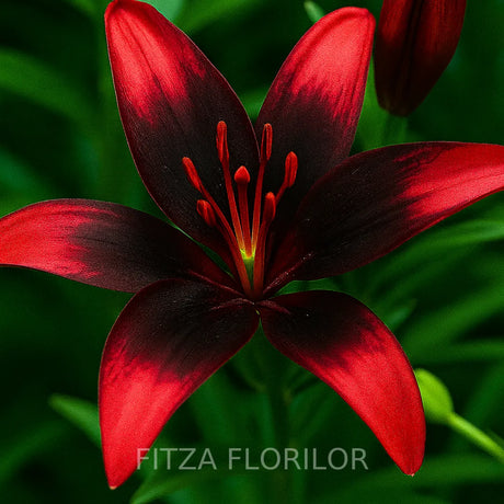 bulbi de crini olina