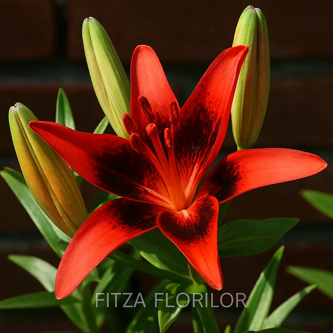 bulbi de crini pup art