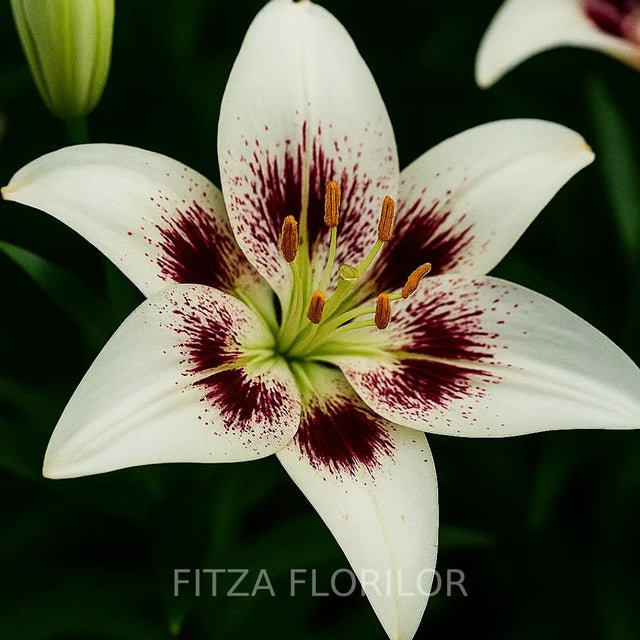 bulbi de crini white pixels1