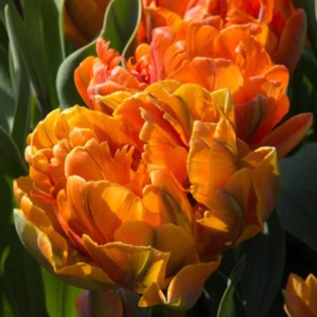 bulbi_de_lalele_256_ed599c5b-d012-47a6-be32-a43964fd6614 - Fitza Florilor